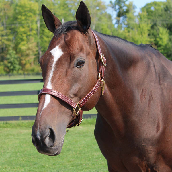 Quiet Creek Triple Stitched Premium British Halter